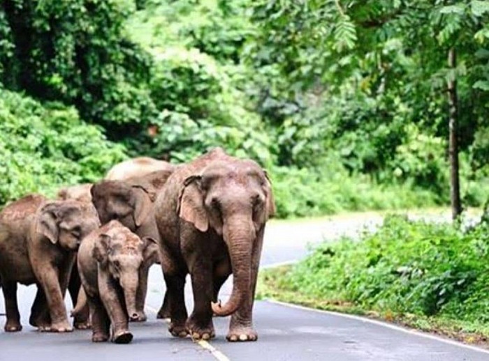 Khao yai