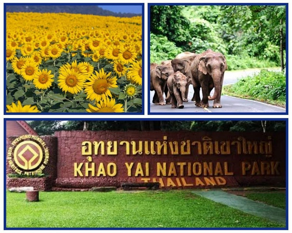 luxurious and classy Khao yai trip Slowlife attractions of Nakhon Ratchasima not far from Bangkok Suitable for those who like green views, cool breezes from the hills, trekking, watching various wildlife. There are many famous tourist attractions such as zoos, springs, waterfalls, reservoirs and Luang Pu Thuat.